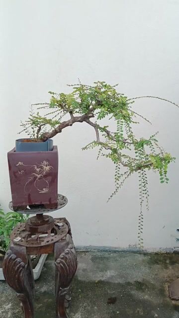 Cây cảnh Sơn liễu chậu Gốm sứ Nâu. Mua bán Cây cảnh, đồ trang trí tại Huyện Quốc Oai Hà Nội được đăng bởi Nguyễn Tiến Anh hình 1