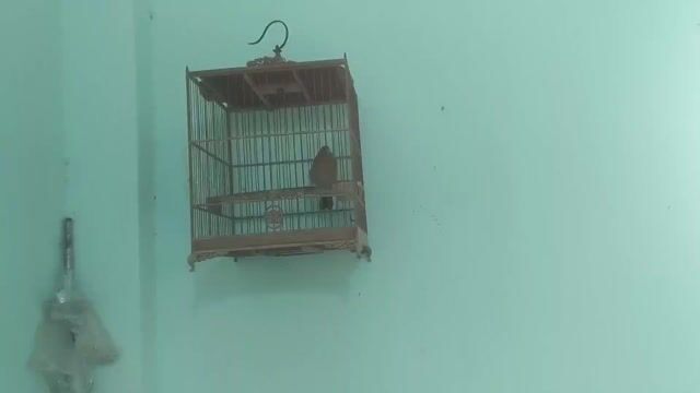 Chim cảnh màu nâu. Mua bán Chim tại Thị xã An Khê Gia Lai được đăng bởi Bin và Na hình 1