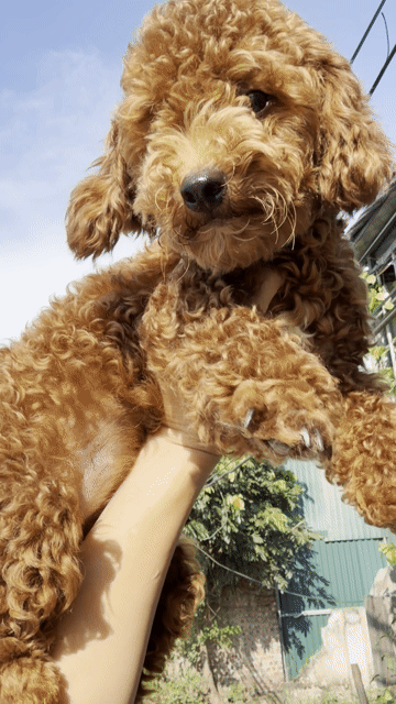 Poodle cái nâu đỏ và cái bò sữa. Mua bán Chó tại Huyện Hoài Đức Hà Nội được đăng bởi Lạc Lạc  hình 1