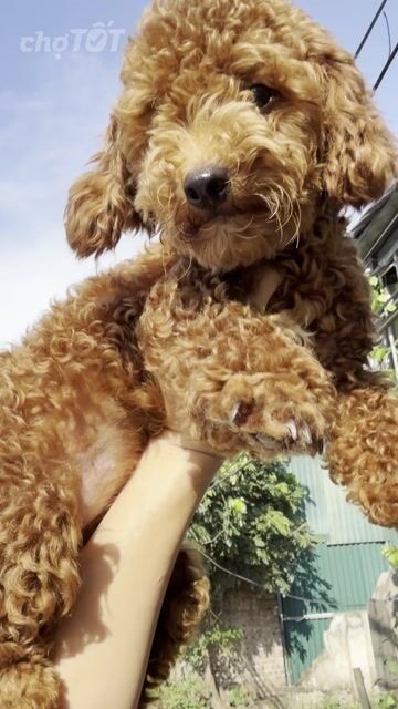 Poodle cái nâu đỏ và cái bò sữa. Mua bán Chó tại Huyện Hoài Đức Hà Nội được đăng bởi Lạc Lạc  hình 1