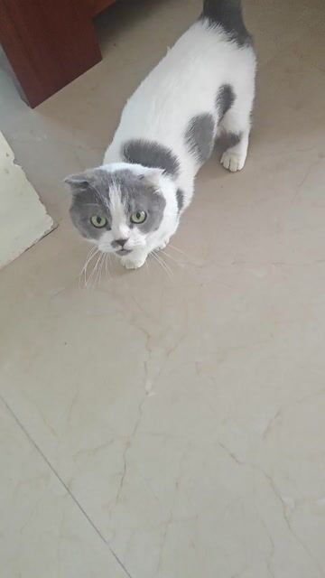 Mèo Anh tai cụp Trắng xám 2 tuổi. Mua bán Mèo tại Thành phố Vinh Nghệ An được đăng bởi Lê Thành hình 1