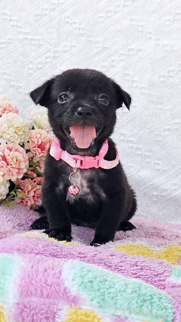 Gái Nhật F dễ thương chào sen cute😙😙😙. Mua bán Chó tại Huyện Hóc Môn Tp Hồ Chí Minh được đăng bởi Smile Pet hình 1