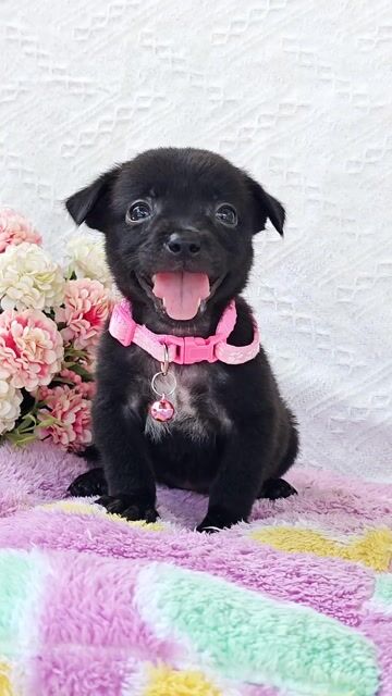 Gái Nhật F dễ thương chào sen cute😙😙😙. Mua bán Chó tại Huyện Hóc Môn Tp Hồ Chí Minh được đăng bởi Smile Pet hình 1