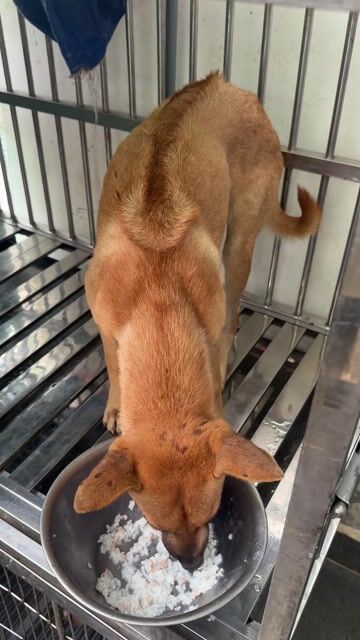 Chủ đi nước ngoài nhờ bán giúp bé Phú quốc. Mua bán Chó tại Quận 12 Tp Hồ Chí Minh được đăng bởi QB SHOP PETS hình 1
