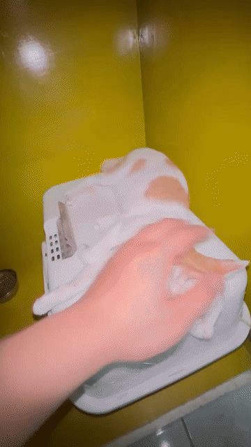 Mèo Ba Tư cái 5 tháng trắng cam đã tiêm. Mua bán Mèo tại Thành phố Thủ Đức Tp Hồ Chí Minh được đăng bởi Mai Mai hình 1