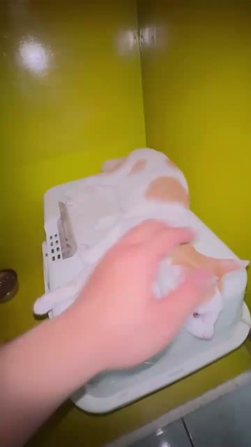 Mèo Ba Tư cái 5 tháng trắng cam đã tiêm. Mua bán Mèo tại Thành phố Thủ Đức Tp Hồ Chí Minh được đăng bởi Mai Mai hình 1