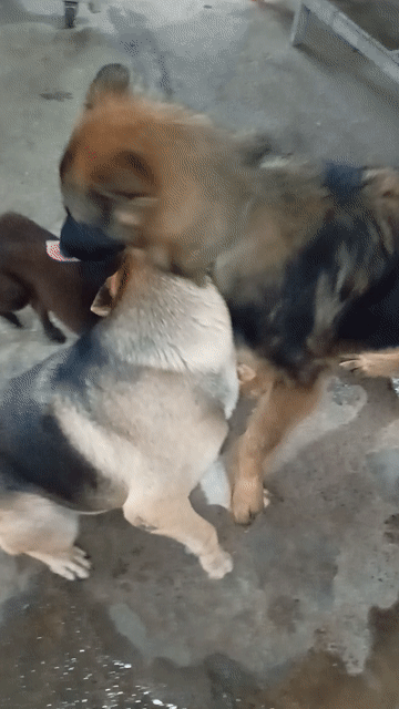 Chó Nhật Đen Hơn 1 tuổi. Mua bán Chó tại Huyện Long Thành Đồng Nai được đăng bởi Minh Hải hình 1