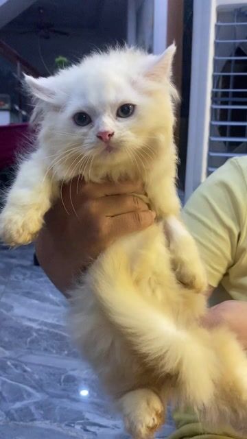 Mèo anh lông dài trắng. Mua bán Mèo tại Thành phố Thuận An Bình Dương được đăng bởi Phương  hình 1