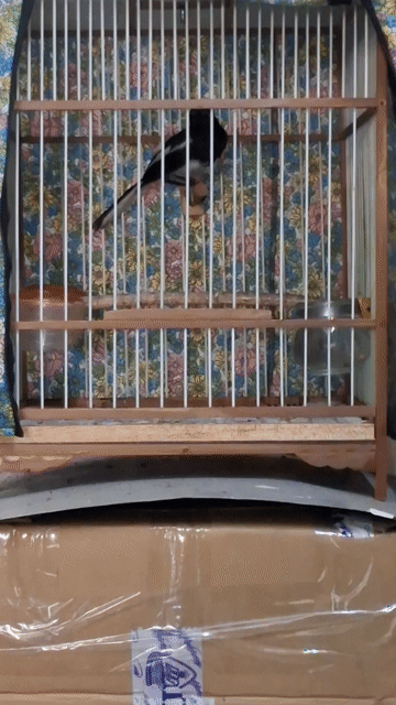 Than trống mới bẫy được. Mua bán Chim tại Quận Tân Bình Tp Hồ Chí Minh được đăng bởi Phạm Minh Huy hình 1