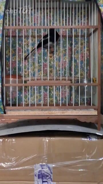 Than trống mới bẫy được. Mua bán Chim tại Quận Tân Bình Tp Hồ Chí Minh được đăng bởi Phạm Minh Huy hình 1