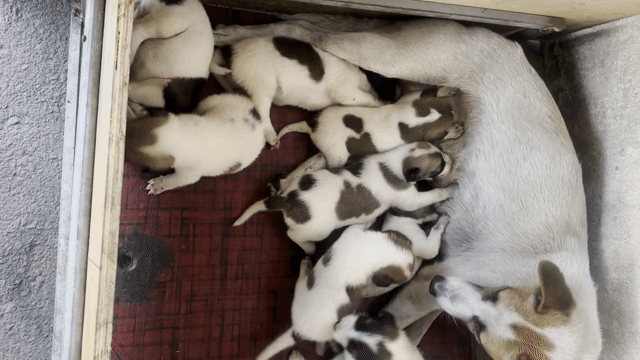 Chó con Trắng Nâu Đen. Mua bán Chó tại Thành phố Dĩ An Bình Dương được đăng bởi trần hoàng hình 1