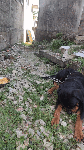 Chó Rottweiler đực. Mua bán Chó tại Thành phố Huế Thừa Thiên Huế được đăng bởi Thanh hình 1