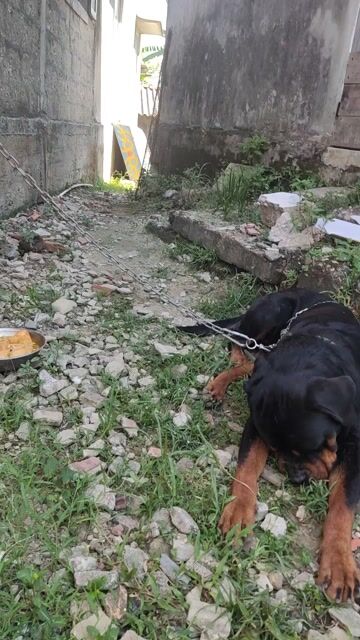 Chó Rottweiler đực. Mua bán Chó tại Thành phố Huế Thừa Thiên Huế được đăng bởi Thanh hình 1