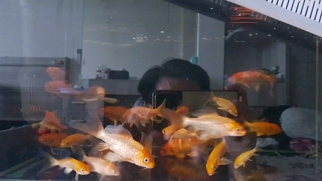 Cá chép phi tần đỏ 4-5cm. Mua bán Thú cưng khác tại Quận Gò Vấp Tp Hồ Chí Minh được đăng bởi hanafish hình 1
