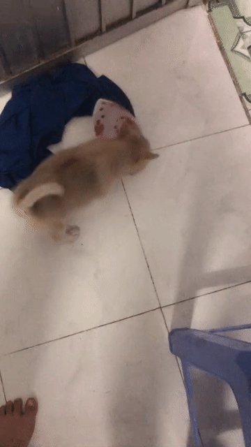 Chó Lạp xưởng đực 7 tháng + chó lai. Mua bán Chó tại Huyện Củ Chi Tp Hồ Chí Minh được đăng bởi Tài  hình 1
