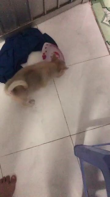 Chó Lạp xưởng đực 7 tháng + chó lai. Mua bán Chó tại Huyện Củ Chi Tp Hồ Chí Minh được đăng bởi Tài  hình 1