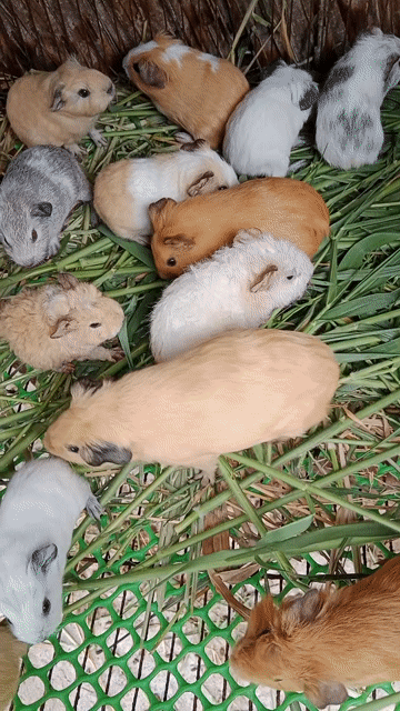 Bọ ú Cali Ame Teddy Đực Cái. Mua bán Thú cưng khác tại Quận Gò Vấp Tp Hồ Chí Minh được đăng bởi Bọ ú gấu hình 1