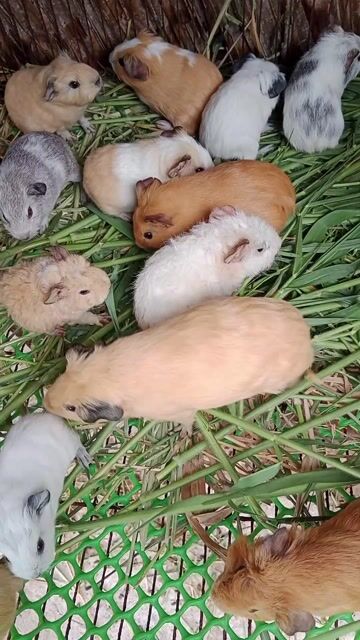 Bọ ú Cali Ame Teddy Đực Cái. Mua bán Thú cưng khác tại Quận Gò Vấp Tp Hồ Chí Minh được đăng bởi Bọ ú gấu hình 1