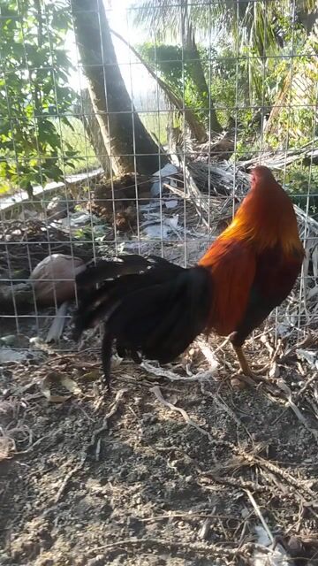 Gà 2kg8. Mua bán Gà tại Thành phố Mỹ Tho Tiền Giang được đăng bởi Phat Huynh hình 1