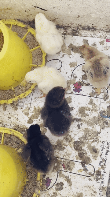 Gà con 3 ngày tuổi. Mua bán Gà tại Quận Hải Châu Đà Nẵng được đăng bởi Satya Fish hình 1