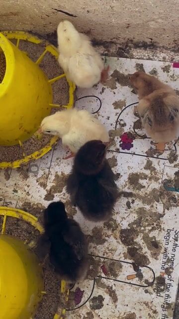 Gà con 3 ngày tuổi. Mua bán Gà tại Quận Hải Châu Đà Nẵng được đăng bởi Satya Fish hình 1