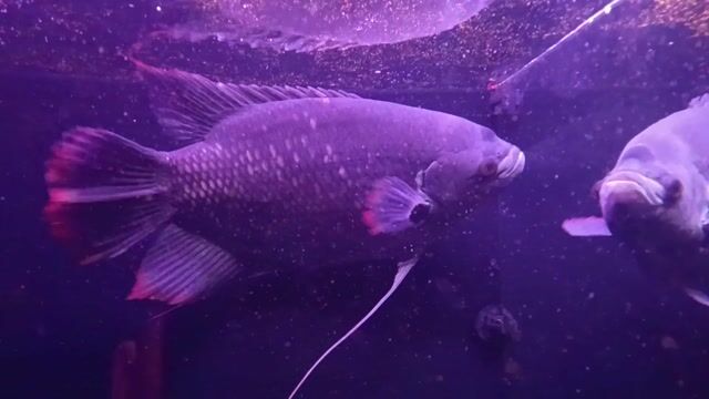 Cá Hồng Kì Phát Tài 36-38cm Đen. Mua bán Thú cưng khác tại Thành phố Thủ Dầu Một Bình Dương được đăng bởi bán gì được bán  hình 1
