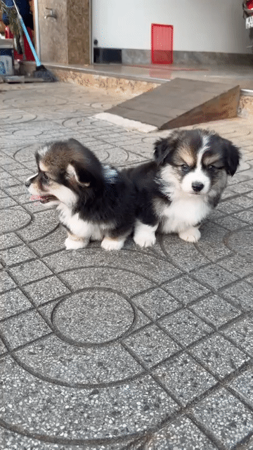 Chó Corgi Tricolor con Đực Cái đã tiêm. Mua bán Chó tại Quận 7 Tp Hồ Chí Minh được đăng bởi Lộc hình 1