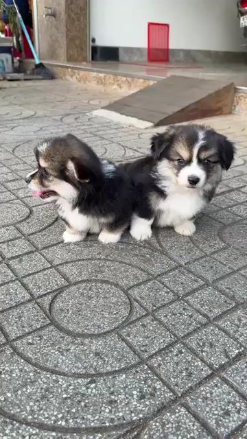 Chó Corgi Tricolor con Đực Cái đã tiêm. Mua bán Chó tại Quận 7 Tp Hồ Chí Minh được đăng bởi Lộc hình 1