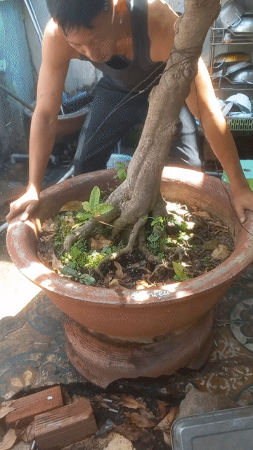 Cây cảnh thanh lọc không khí. Mua bán Cây cảnh, đồ trang trí tại Thành phố Vũng Tàu Bà Rịa - Vũng Tàu được đăng bởi Nguyễn Văn Khiêm  hình 1