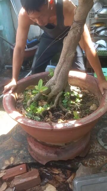 Cây cảnh thanh lọc không khí. Mua bán Cây cảnh, đồ trang trí tại Thành phố Vũng Tàu Bà Rịa - Vũng Tàu được đăng bởi Nguyễn Văn Khiêm  hình 1
