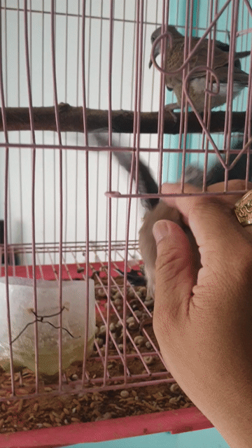 Chim Cu Malay Việt Cả cặp trống mái đã ăn rành. Mua bán Chim tại Quận Tân Bình Tp Hồ Chí Minh được đăng bởi xuyến nguyễn hình 1