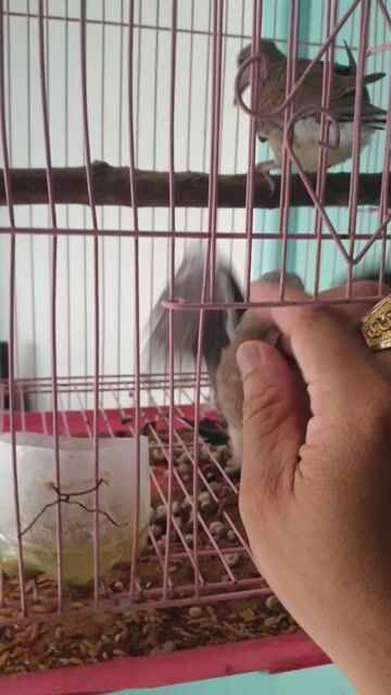 Chim Cu Malay Việt Cả cặp trống mái đã ăn rành. Mua bán Chim tại Quận Tân Bình Tp Hồ Chí Minh được đăng bởi xuyến nguyễn hình 1