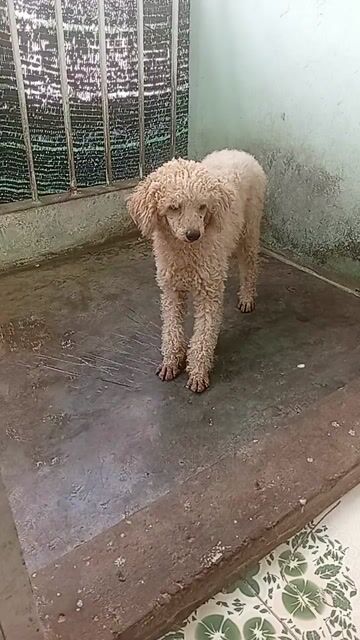 Chó Poodle đực. Mua bán Chó tại Thành phố Mỹ Tho Tiền Giang được đăng bởi Nguyễn Văn  hình 1