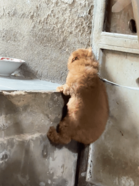 Chó Poodle Cái Nâu đỏ 2 tháng. Mua bán Chó tại Huyện Bình Chánh Tp Hồ Chí Minh được đăng bởi An Miên hình 1