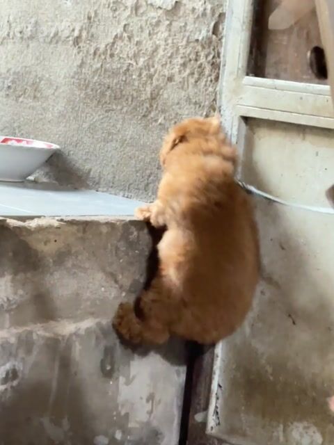 Chó Poodle Cái Nâu đỏ 2 tháng. Mua bán Chó tại Huyện Bình Chánh Tp Hồ Chí Minh được đăng bởi An Miên hình 1