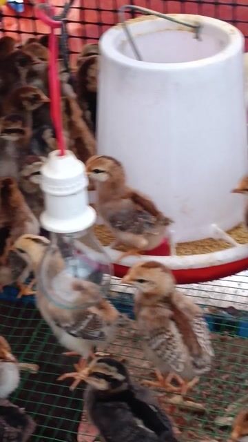 Gà con giống nhiều màu. Mua bán Gà tại Thành phố Thuận An Bình Dương được đăng bởi An Tuệ Hà  hình 1