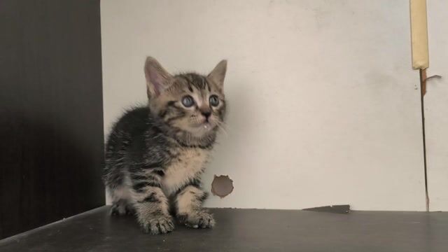 Vũng Tàu mèo ALN siêu rẻ, bố mẹ tại nhà. Mua bán Mèo tại Thành phố Vũng Tàu Bà Rịa - Vũng Tàu được đăng bởi Miss An hình 1