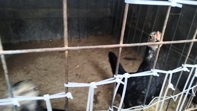 Gà tre lai cả hai 2 tháng hơn. Mua bán Gà tại Quận 8 Tp Hồ Chí Minh được đăng bởi Nguyen van ngoc hình 1