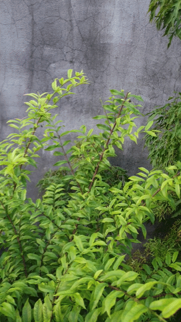 Cây cảnh bonsai. Mua bán Cây cảnh, đồ trang trí tại Thị xã Bến Cát Bình Dương được đăng bởi Vũ Quốc Sử hình 1