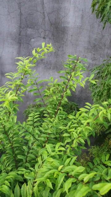 Cây cảnh bonsai. Mua bán Cây cảnh, đồ trang trí tại Thị xã Bến Cát Bình Dương được đăng bởi Vũ Quốc Sử hình 1
