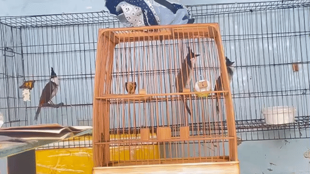 chào mào bổi. Mua bán Chim tại Thành phố Thủ Đức Tp Hồ Chí Minh được đăng bởi Minh Quân hình 1