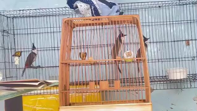 chào mào bổi. Mua bán Chim tại Thành phố Thủ Đức Tp Hồ Chí Minh được đăng bởi Minh Quân hình 1
