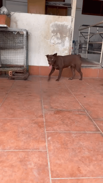 Chó Mông cộc cái 6 tháng màu Nâu. Mua bán Chó tại Huyện Hóc Môn Tp Hồ Chí Minh được đăng bởi đoàn đình trọng hình 1