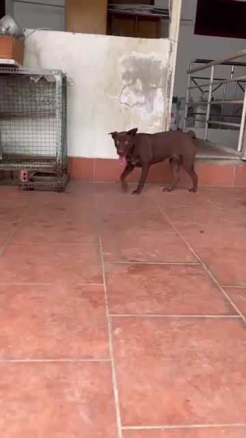 Chó Mông cộc cái 6 tháng màu Nâu. Mua bán Chó tại Huyện Hóc Môn Tp Hồ Chí Minh được đăng bởi đoàn đình trọng hình 1