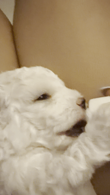 Chó Poodle trắng bò xám. Mua bán Chó tại Quận Bình Thạnh Tp Hồ Chí Minh được đăng bởi Trang Le Thu hình 1