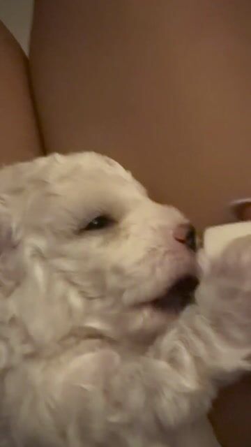 Chó Poodle trắng bò xám. Mua bán Chó tại Quận Bình Thạnh Tp Hồ Chí Minh được đăng bởi Trang Le Thu hình 1