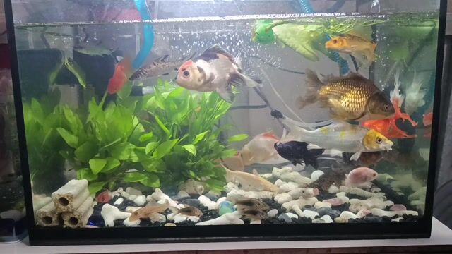 Hồ cá cảnh Kính 5li 533. Mua bán Phụ kiện, Thức ăn, Dịch vụ tại Huyện Cần Giuộc Long An được đăng bởi Thiên Bình hình 1