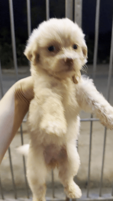 Poodle nhà đẻ.. Mua bán Chó tại Huyện Hoài Đức Hà Nội được đăng bởi Lạc Lạc  hình 1