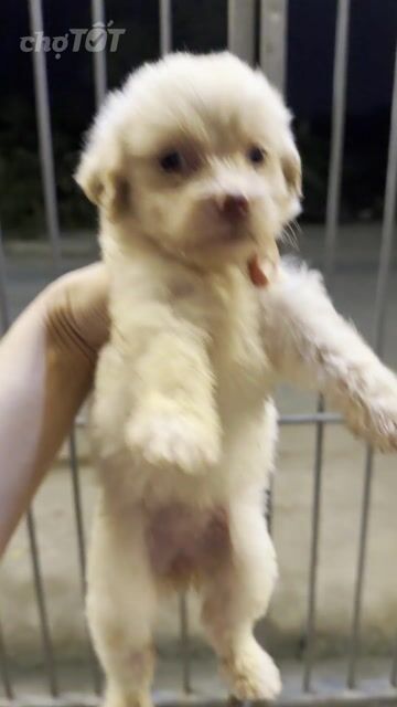Poodle nhà đẻ.. Mua bán Chó tại Huyện Hoài Đức Hà Nội được đăng bởi Lạc Lạc  hình 1