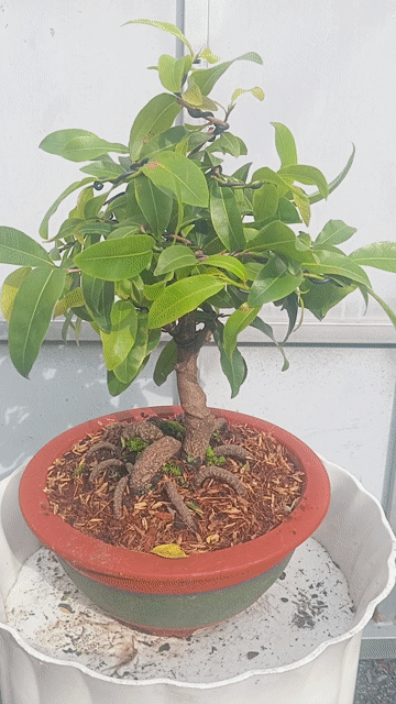 Cây cảnh Mai vàng giảo Mini gốc nhớt. Mua bán Cây cảnh, đồ trang trí tại Huyện Củ Chi Tp Hồ Chí Minh được đăng bởi Cây kiểng giá rẻ LT3 hình 1